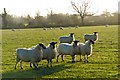 SP8421 : Pasture, Aston Abbotts by Andrew Smith