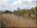 Reeds by Royal Military Canal