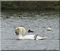 NZ0881 : Mute Swan (Cygnus olor) courtship and display (1) by Russel Wills