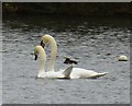 NZ0881 : Mute Swan (Cygnus olor) courtship and display (2) by Russel Wills