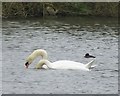 NZ0881 : Mute Swan (Cygnus olor) courtship and display (3) by Russel Wills