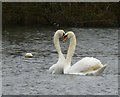 NZ0881 : Mute Swan (Cygnus olor) courtship and display (8) by Russel Wills