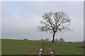 On the Path between Kearby Town End and Paddock House