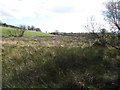 Interdrumlin wetland south of the Ballylough Road