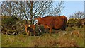 NM5028 : Cow and calf, Killiemore by Richard Webb