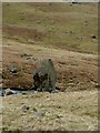 NY3513 : Large rock beside Grisedale Beck by Oliver Dixon