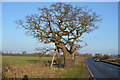 TG1303 : Kett's Oak by N Chadwick