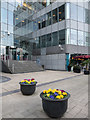 Flower Pots, Canary Wharf, London, E14