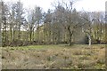 Field and strip wood, Johnstone Bridge