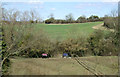 Grazing near Westfield Farm