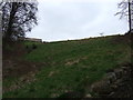 Grazing off Stony Lane, Ripponden