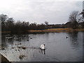 Lone swan and ducks on Trottick Pond