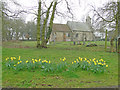 Daffodils on the roadside verge near Carlton church