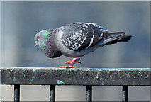 J3474 : Courting pigeons, Queen's Quay, Belfast - March 2015(1) by Albert Bridge