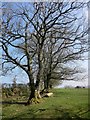 Trees near Hellescott