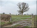 SE2946 : Gate into cattle pasture, near Healthwaite Hall by Christine Johnstone