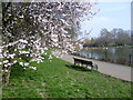 TQ3286 : Blossom by West Lake in Clissold Park by Marathon
