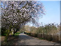 Blossom in Clissold Park