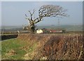 Tree by Hendra Cottage