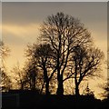 Morning light behind trees