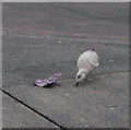 SX4854 : One clever Seagull #2 by Ian S