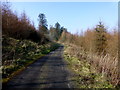 Track, Binevenagh Forest