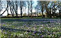 A Carpet Of Crocuses