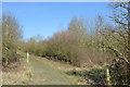 Silverdale Country Park: track through Miners Retreat Wood