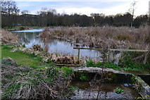 SU0625 : Ponds at Croucheston by David Martin