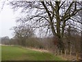 NY5933 : Beech tree and field boundary near Sowyersteps Bridge by Oliver Dixon