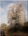 Cherry plum, Rosery Road, Torquay