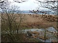 Reed beds beside the Tay