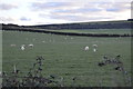 SZ0482 : Sheep grazing by N Chadwick