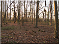 Layer Wood, Layer Marney