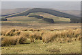 Rough pasture near Brandleys Cottage