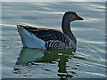 SP9013 : Greylag Goose on Wilstone Reservoir by Rob Farrow