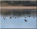 SP9013 : Greylag geese on Wilstone Reservoir by Rob Farrow