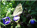 White butterfly on Tradescantia 