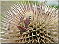 Shield beetle on a teasel