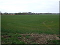 TF3392 : Crop field off Brackenborough Road by JThomas