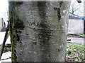 Marshall Trail (7.16) Name on a tree, Ballyhallaghan