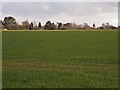 Field and back of houses on Westerfield Road, Ipswich Northern fringe