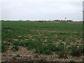 Crop field off Tossey Lane