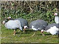 Guinea Fowl, Dale