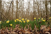 SO6828 : Daffodils in Dymock Wood by Philip Halling