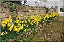 SO7031 : Daffodils in front of Dymock church by Philip Halling