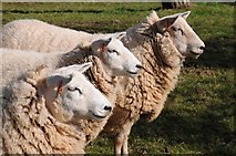 SO6830 : Three ewes by Philip Halling