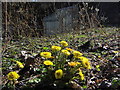 Coltsfoot, Walbottle Dene