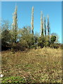 Poplars above Walbottle Dene