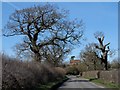 Oak trees on the road to Brill